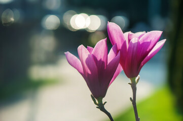 Two magnolia buds in the backlight