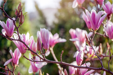 The branch of the blooming pink magnolia with semi opened buds