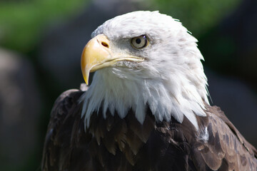 Obraz premium head of american bald eagle