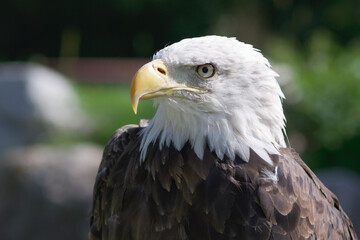 head of american bald eagle