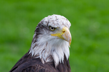 head of american bald eagle