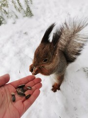A fluffy gray squirrel with red  stands in the snow on its hind legs and eats sunflower seeds and nuts right from the hand in a park on Elagin Island in St. Petersburg in early spring.