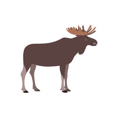 Animal illustration. Standing moose drawn in a flat style. Isolated object on a white background. Vector 10 EPS