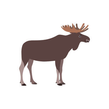 Animal illustration. Standing moose drawn in a flat style. Isolated object on a white background. Vector 10 EPS