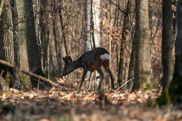 Rehbock im Wald, in alle Ruhe