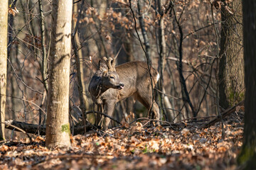 Rehbock im Wald, in alle Ruhe