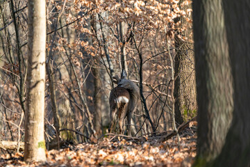 Rehbock im Wald, in alle Ruhe