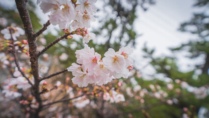 桜　さくら夙川　