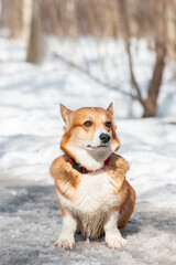 Welsh Corgi Pembroke in the winter forest..