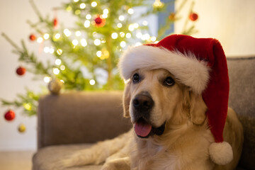 A golden retriever in a santa hat sits on a couch near a Christmas tree on Christmas Eve. Dog congratulates and wishes Merry Christmas
