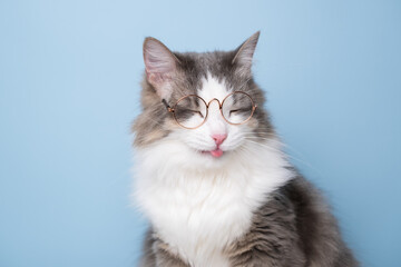 Obraz premium Funny gray cat sitting on a blue background with round glasses
