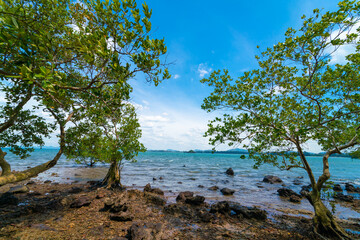 Fototapeta na wymiar Tropical sea rocky beach with tree blue sky with cloud