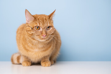 funny red cat sitting on a blue background with round glasses