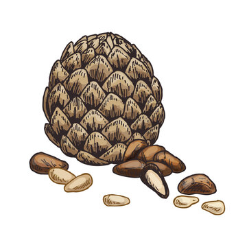 Pine nuts sketch vector graphic. Natural edible seeds isolated, Mediterranean and Italian appetizer. Pesto ingredient for vegetarian and vegan nutrition. Pinoli snack. Culinary and botany, grocery.
