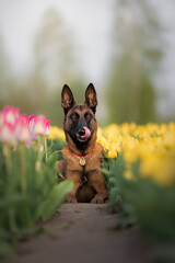 Malinois dog in a field of tulips