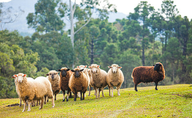 Fototapeta premium Herd of sheep on farms in Brazil