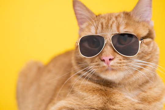 hungersnød campingvogn Bror Funny Cats" Billeder – Gennemse 3,322 stockfotos, vektorer og videoer |  Adobe Stock
