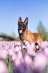 Malinois dog in a field of tulips