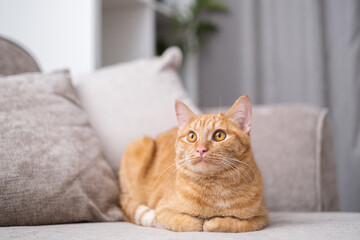 A beautiful red cat lies in a cozy room on the couch
