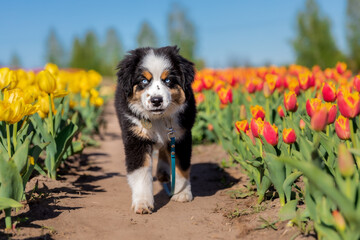 A dog sits in a field of tulips.