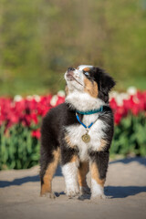 A dog sits in a field of tulips.