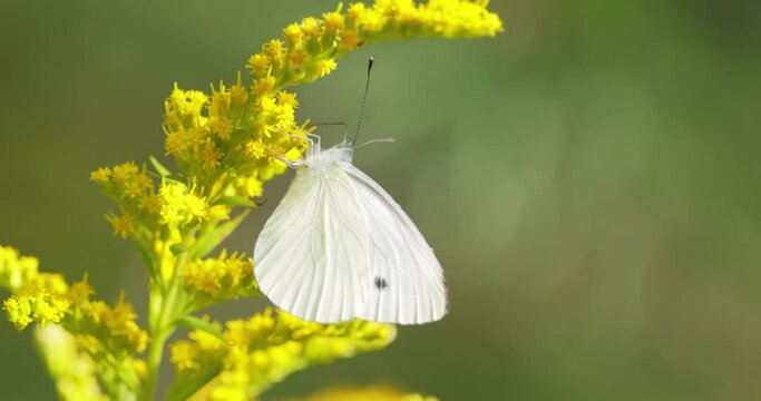 Pieris brassicae, the large white butterfly, also called cabbage butterfly. Large white is common throughout Europe, north Africa and Asia often in agricultural areas, meadows and parkland.