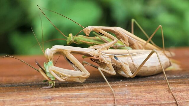 Female of Praying mantis eating male during mating