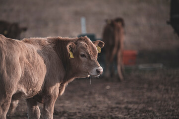 Fototapeta premium Glanrinder auf der Weide im ganzheitlichen Weidemanagement
