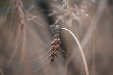 Bläuling Schmetterling sitzt auf einer Weizenähre