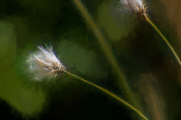 Digital painting of isolated common cotton grass blowing in the breeze with a green background.
