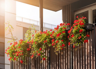 Flowers in Flower pot hanging on on Modern Wooden Balcony Fence,  Spring Beautiful Balcony Flowers on Sunset