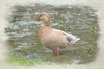 A digital watercolour painting of a brown duck standing in a puddle in the rain.