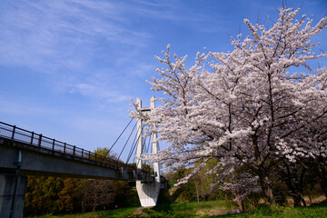 午後　桜のある公園