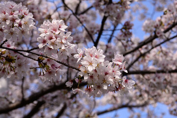 午後　桜のある公園