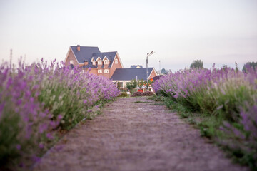 Fototapeta na wymiar A field of lavender in the sunlight