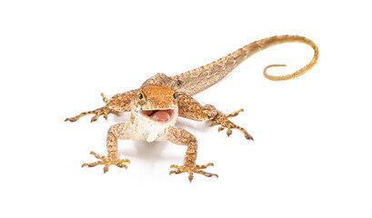 Cuban brown anole, Bahaman or De la Sagras anole - Anolis sagrei - side front view looking at camera. isolated on white background, detail throughout