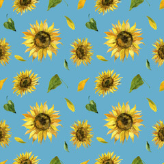 sunflower field in the summer pattern