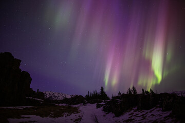 Colorful aurora borealis over forest trees path, Thingvellir Iceland