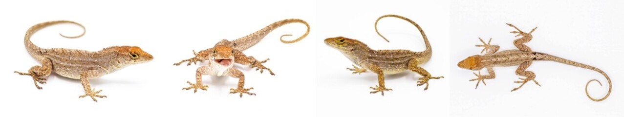 Cuban brown anole, bahaman or De la Sagras anole - Anolis sagrei - four views isolated on white background