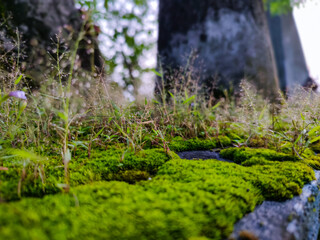 Moss grown in an old cemented place with grass.