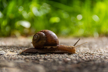 The snail crawls along the road. Reach a certain speed.