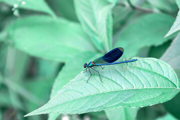Blue dragonfly on a plant leaf in nature outdoors. Mint toning. The concept of the harmony of nature. Amazing beautiful artistic depiction of beauty.