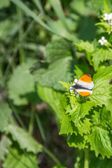 A male orange butterfly Anthocharis cardamines is resting on a flowering plant in the summer sun.