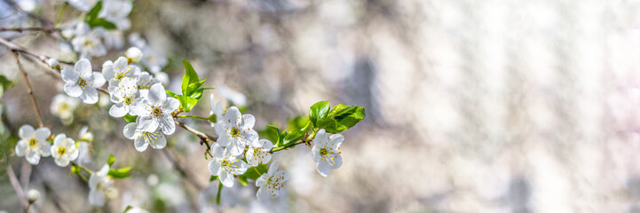 Spring apple blossom with white flowers in the park on a bright sunny day. Close-up, selective focus. - obrazy, fototapety, plakaty