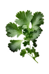 
an isolated Cilantro green, garden-themed, photorealistic illustration on a transparent background cutout in PNG.
Generative AI