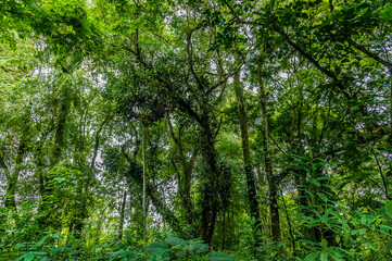 Fototapeta na wymiar A view of the canopy in the jungle near Tortuguero in Costa Rica during the dry season