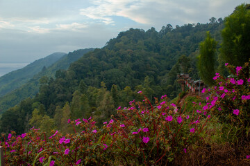 heavenly hill