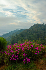 morning in the hills