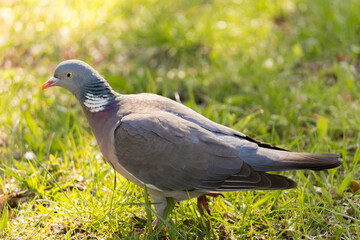 German pigeon on green grass in sunny day