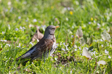 fieldfare on green grass

 A brown starling flew to the park and walks on the grass